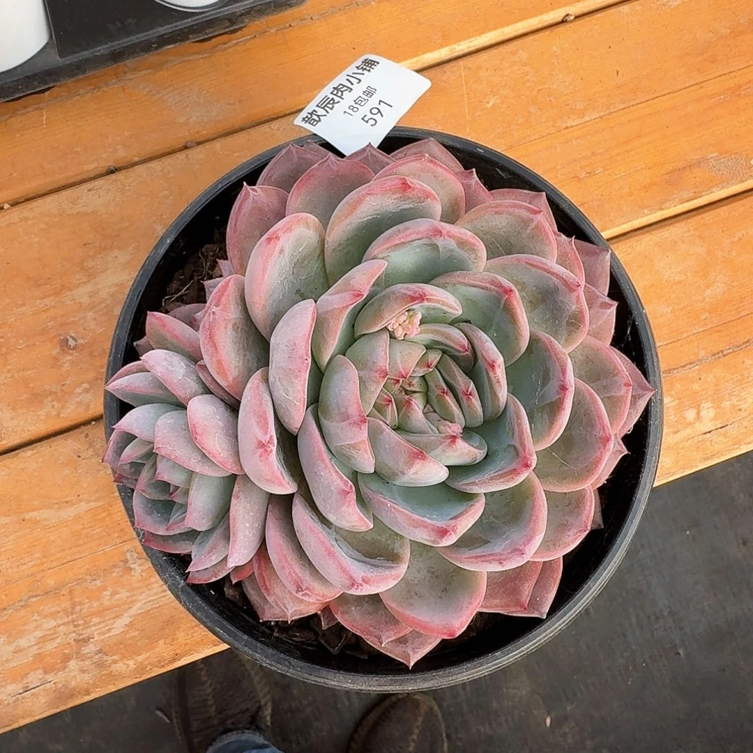 多肉植物红鸾591