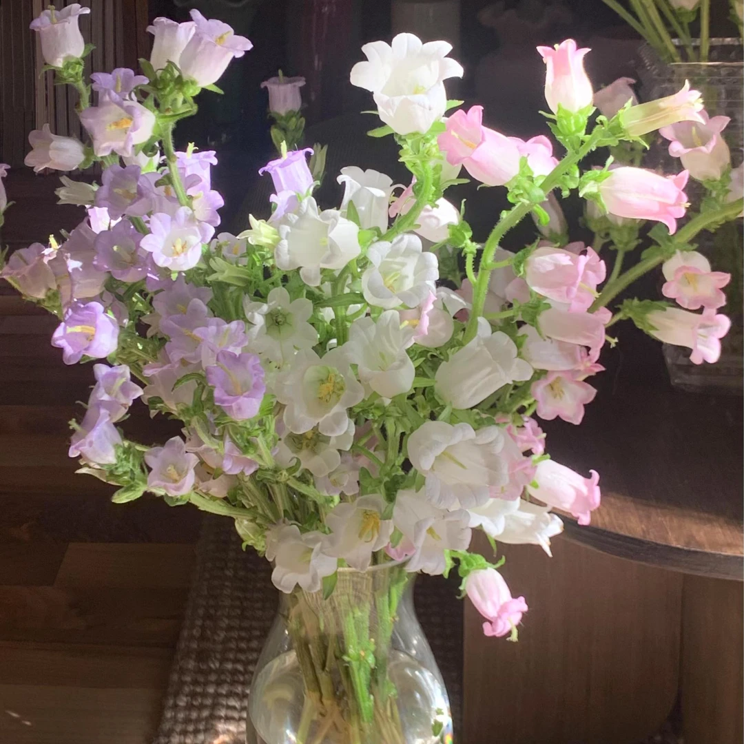 【风铃花大集合10枝】今天拍明天到，任意2单花花顺丰包邮+保鲜剂