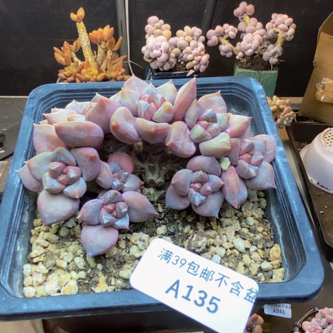 135象牙奶朵朵缀多肉8c m