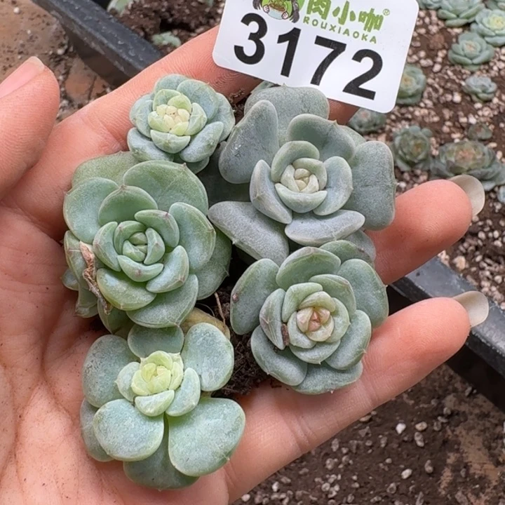 无花朵多肉植物多肉植物