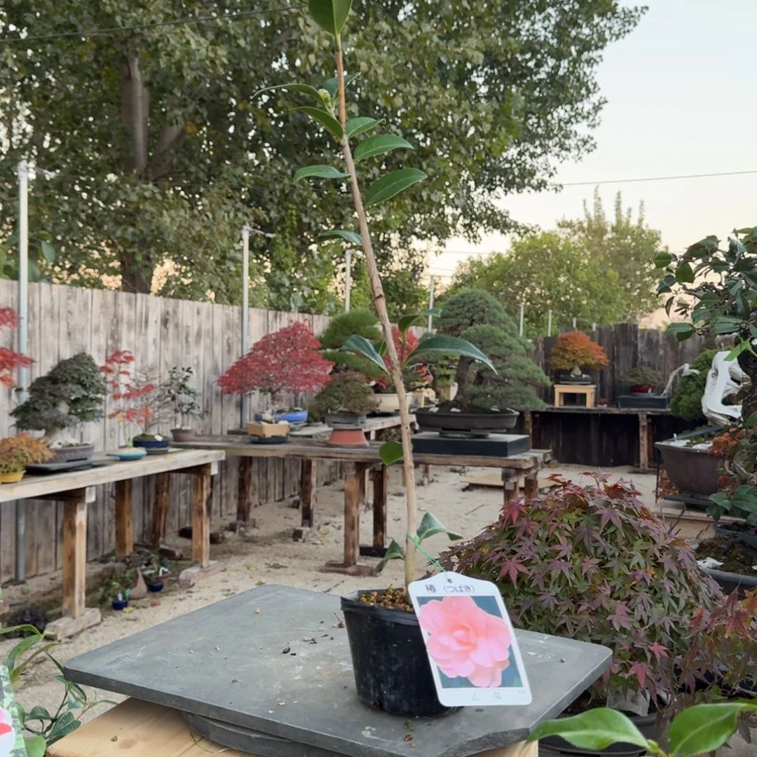 一***缘无花朵日本椿茶梅插花乙女