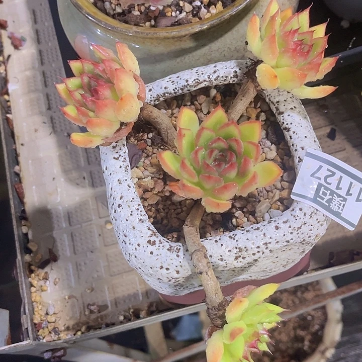 间谍11127多肉植物