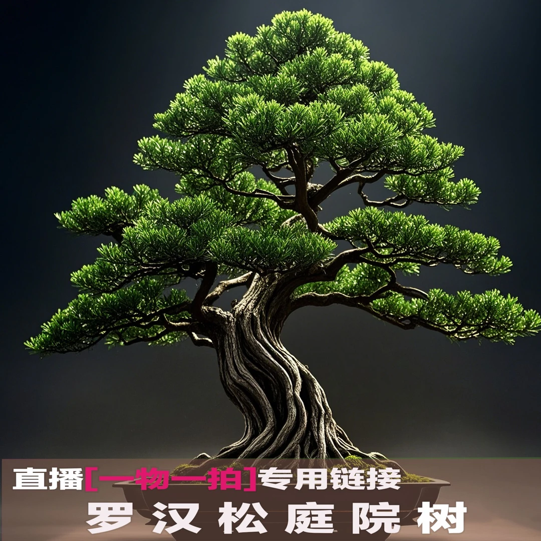 【一物一拍】直播间罗汉松专用预付链接