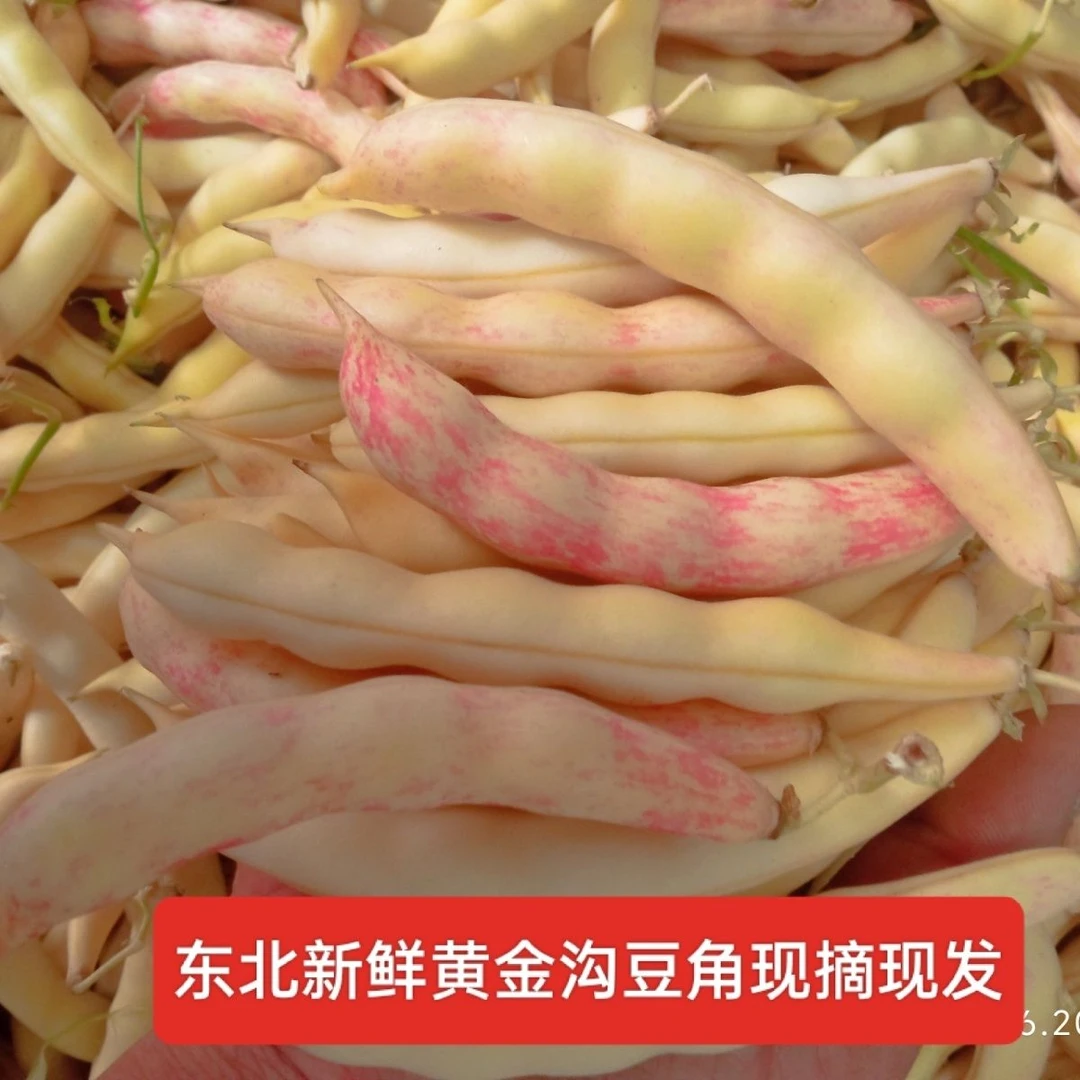 东北陆地黄金沟豆角新鲜豆角顺丰包邮