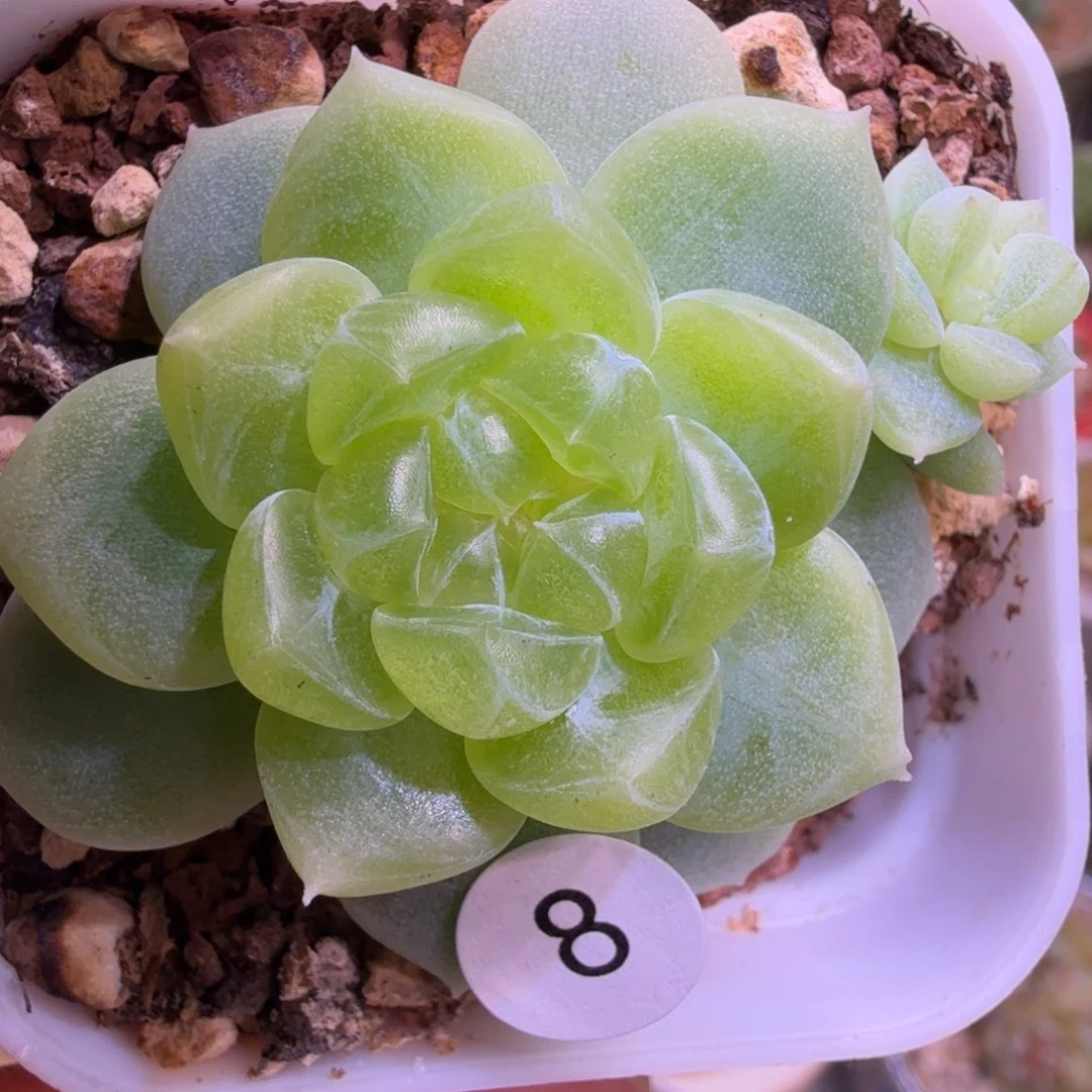 8号财富新品青杉一物一拍