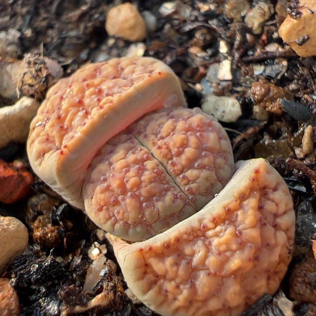 粉血点多肉植物百科758