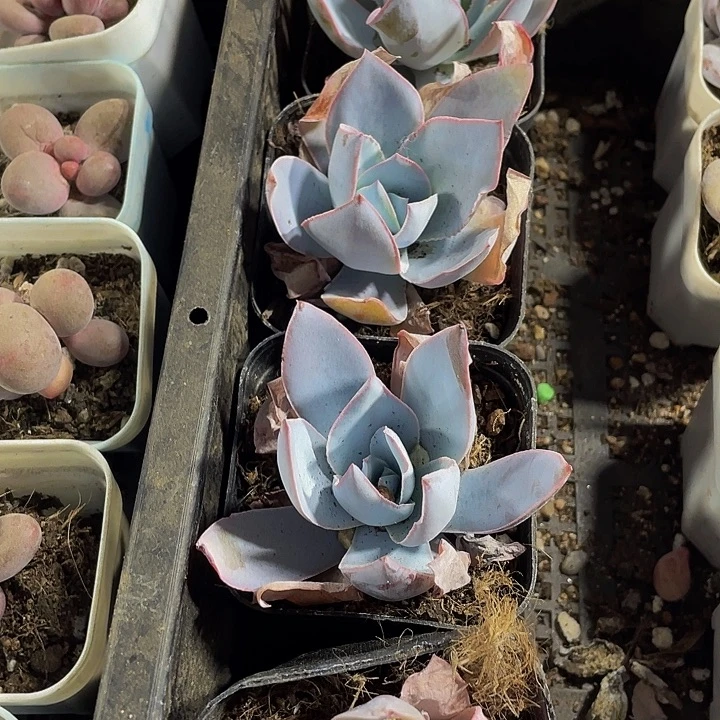 广寒宫带盆土发货