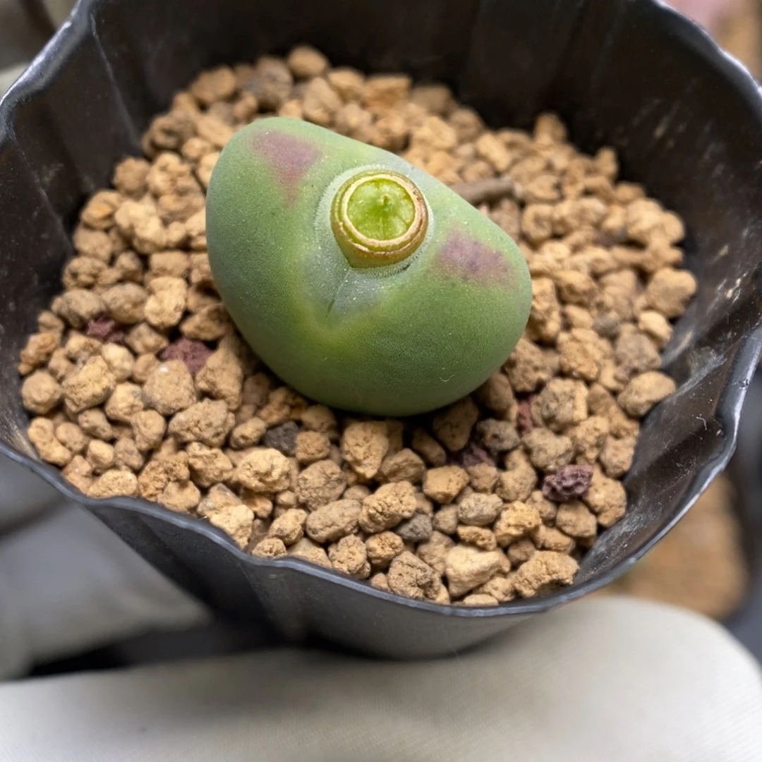 多肉植物肉锥杂交K-3530（1.8）将杂 豆包体