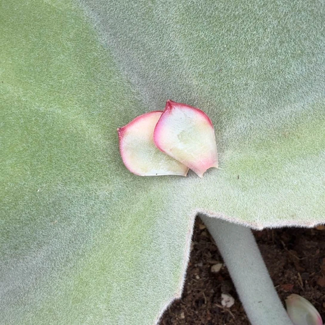 宸****⁹侧影锦一组叶片的价格