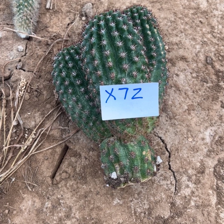 三***三X72奈何金妞群无根30