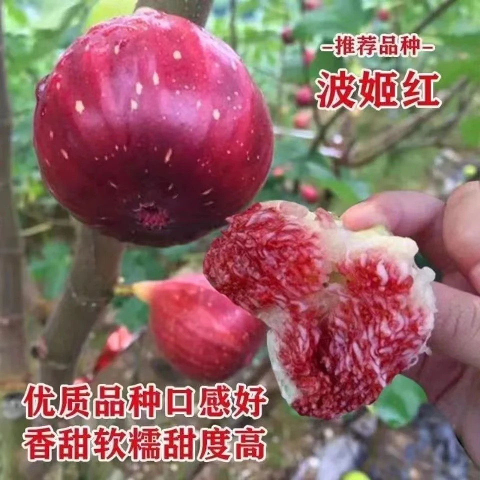 四川波姬红无花果树果苗软糯香甜大果耐寒耐盆栽四季种植当年结果