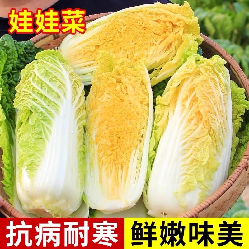 娃娃菜种籽大全新鲜黄心观音汉超紫色白菜秋季种子阳台蔬菜菜种孑
