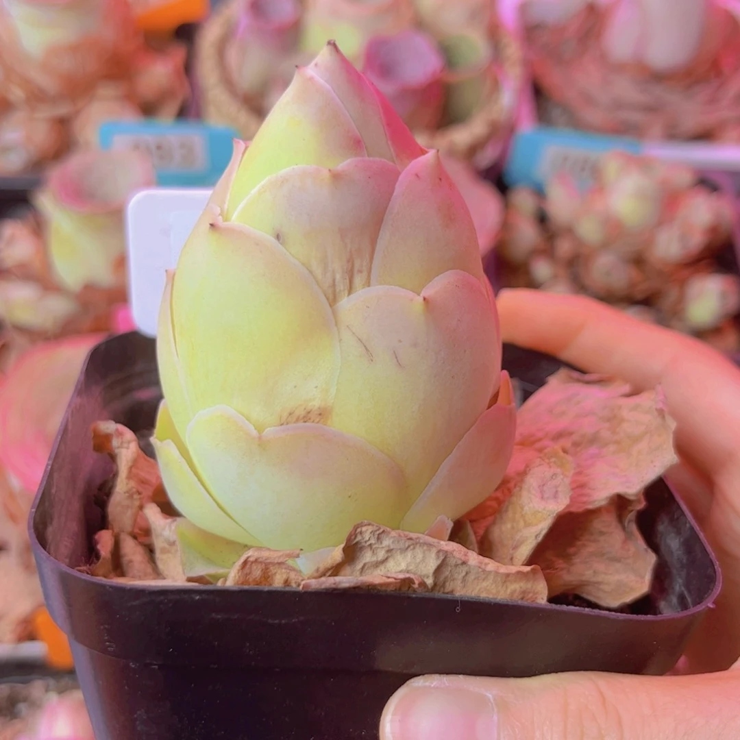 099山地玫瑰粉色