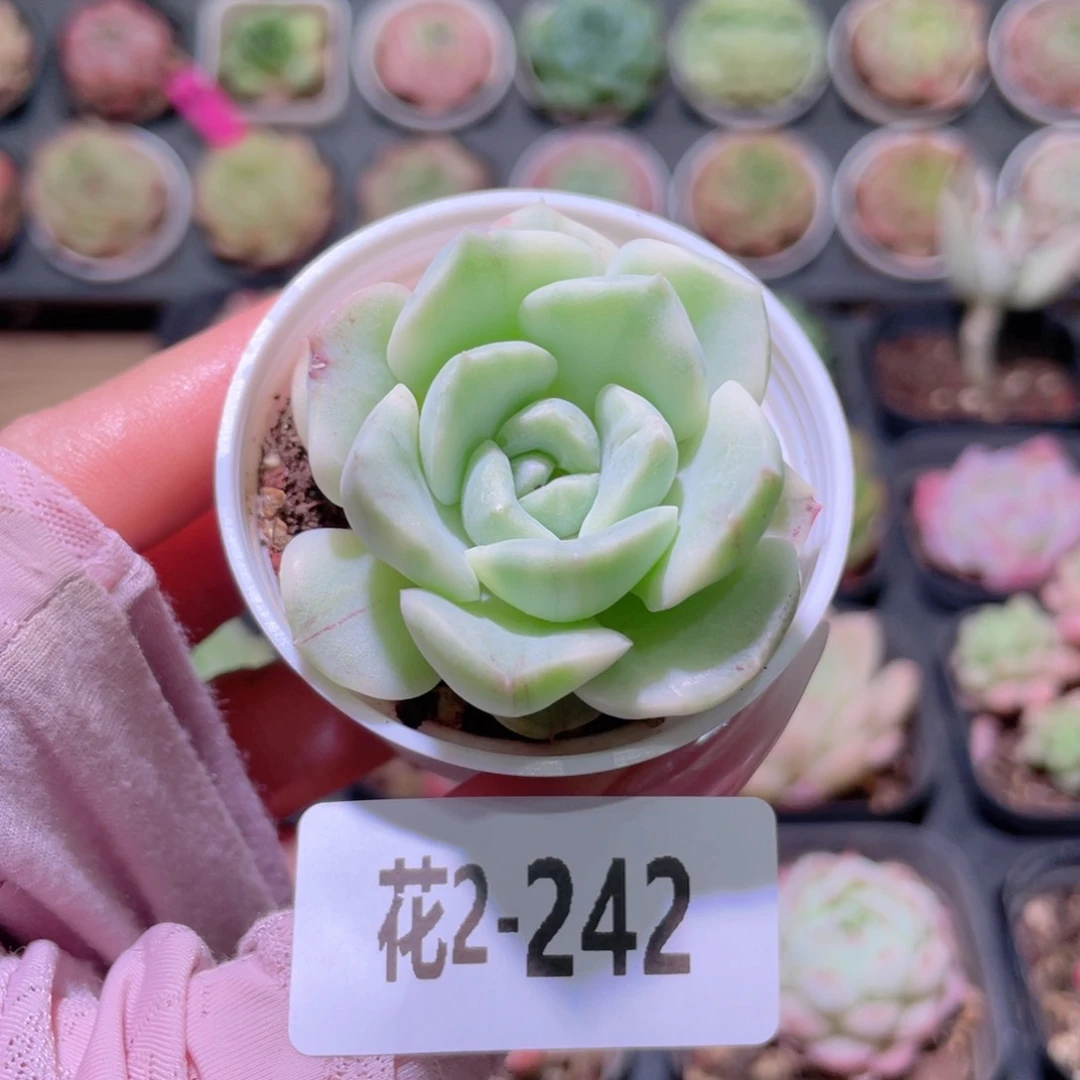 花利美2-242新品锦