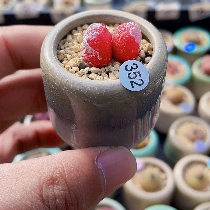 一物一拍…………双头灯