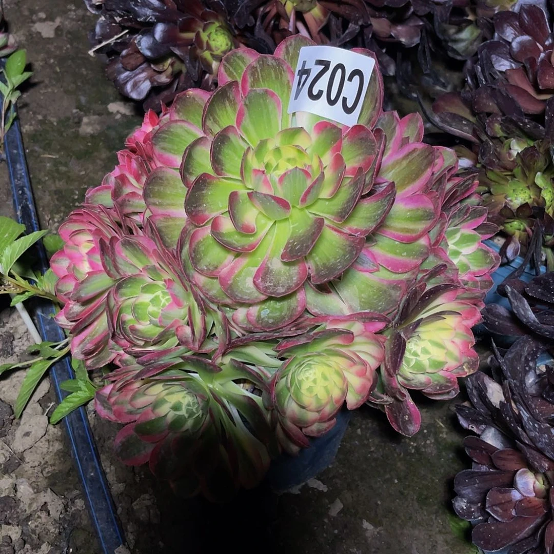 粉体海王26–22包邮