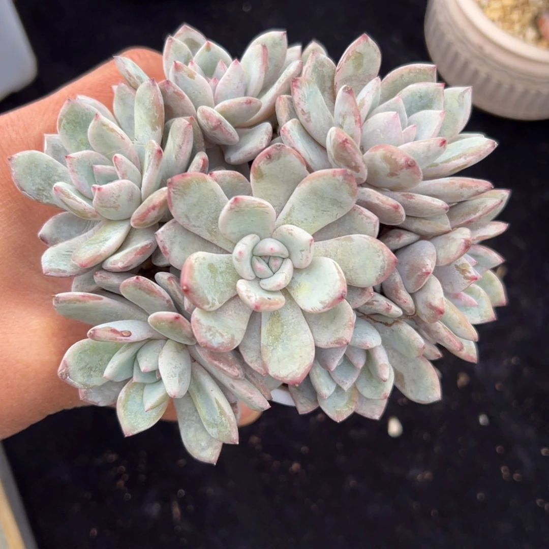 新年快乐 新年快乐