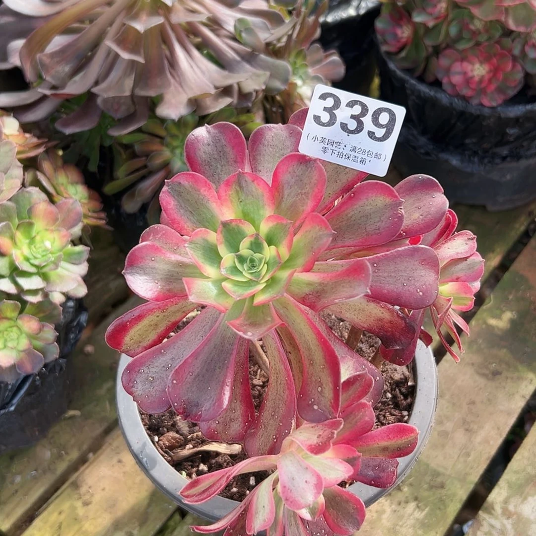 舞天姬339多肉植物多肉植物