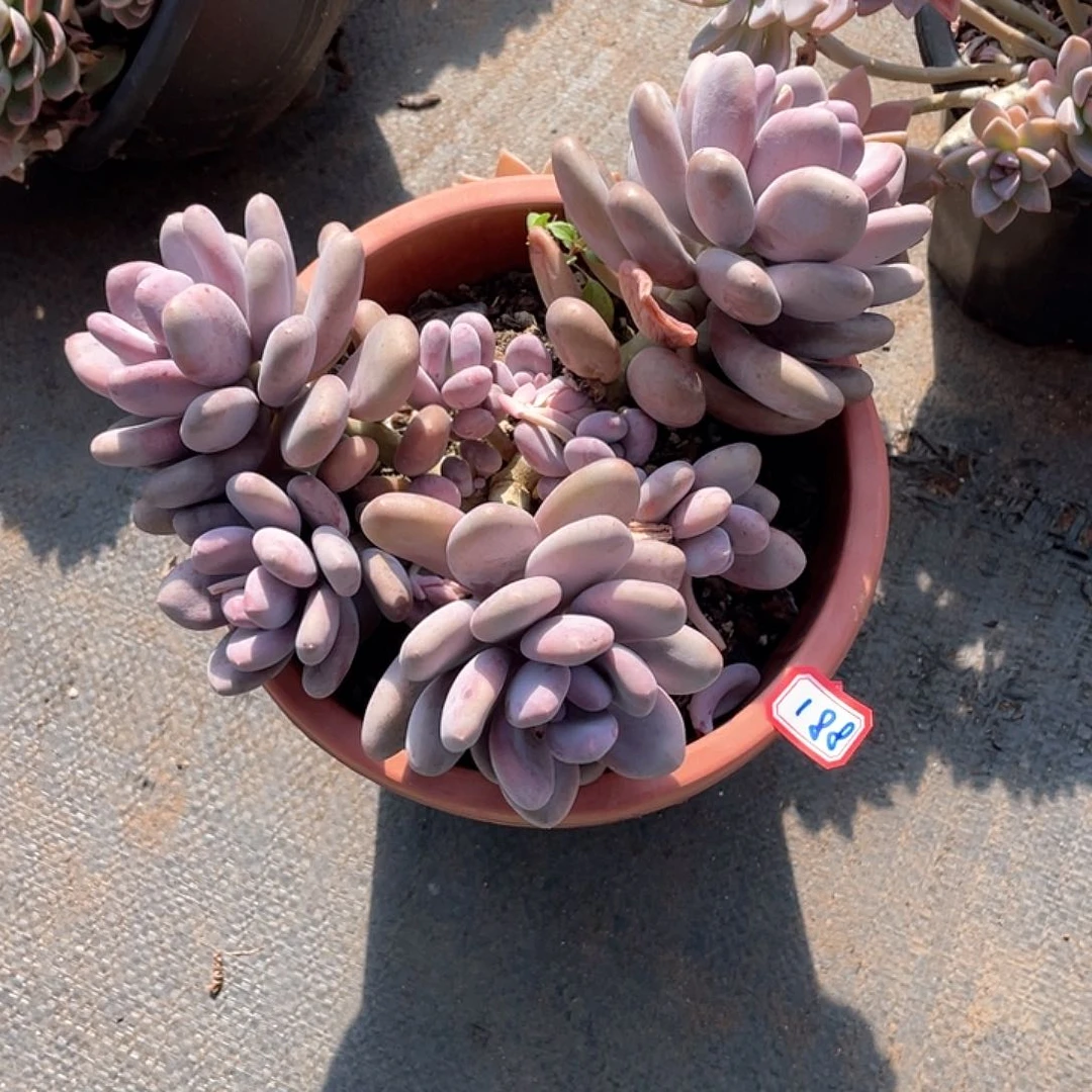 188桃美人 一物一拍多肉