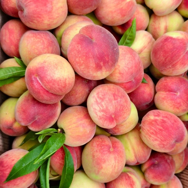 新鲜现摘大红脆桃河南农安阳露天桃子脆甜可口应季水果坏果包赔