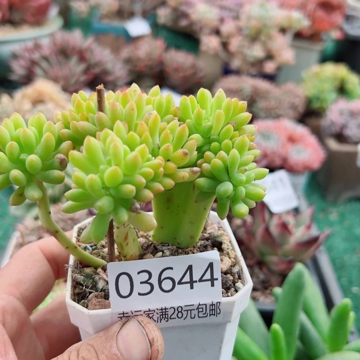 幸运的是我还没遇到过