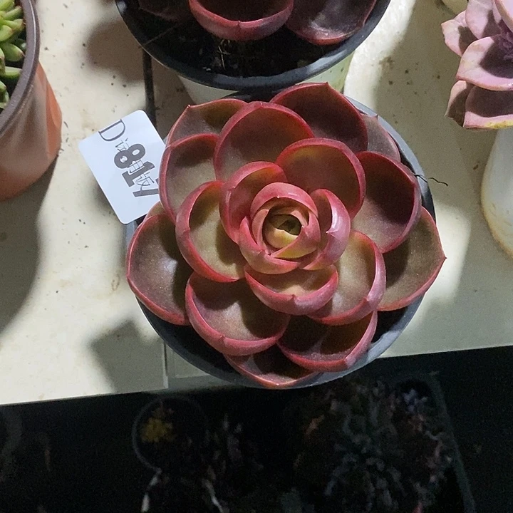 驿***心817红灯多肉植物多肉