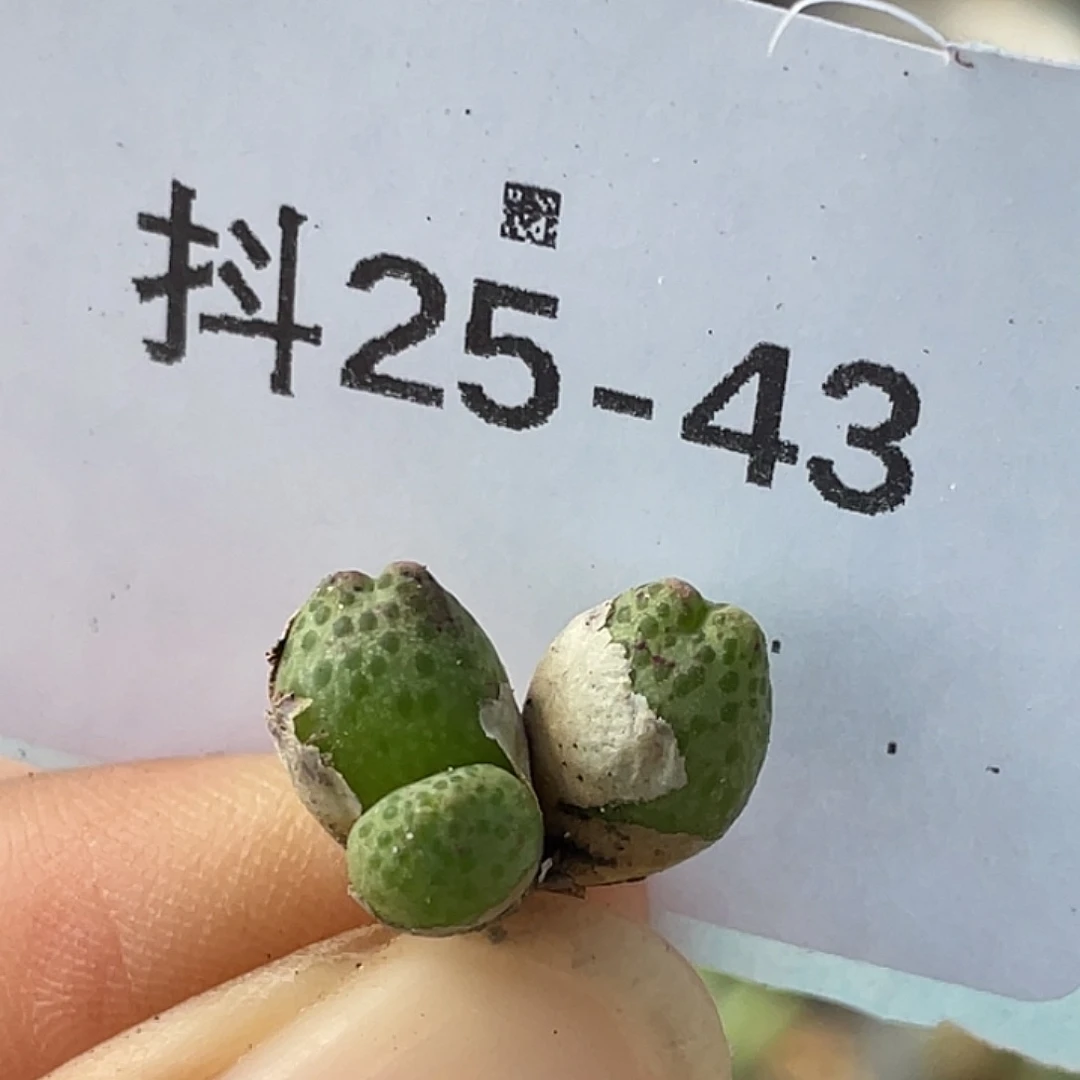 25-43草莓斑马多肉植物