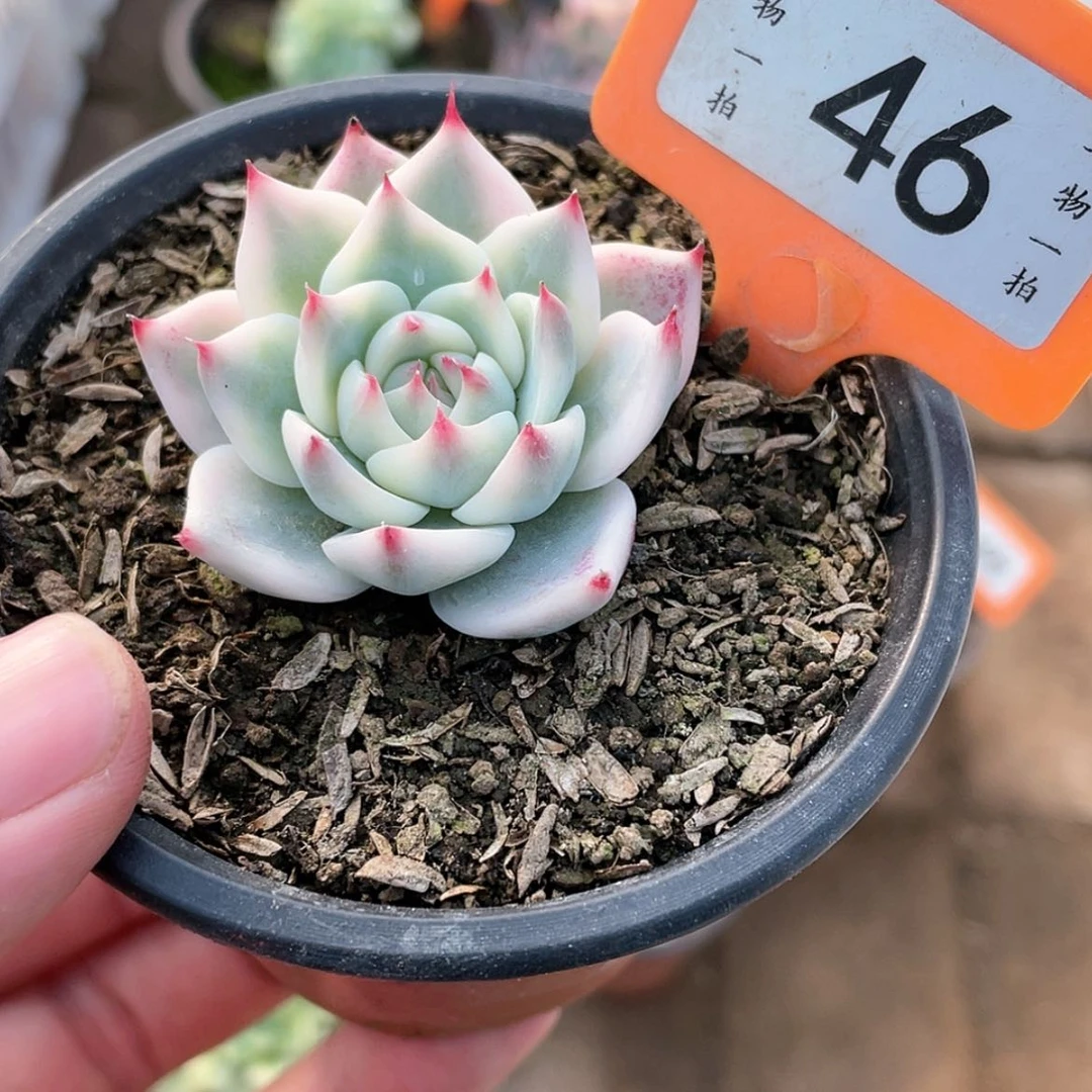 【闪购商品】46号的