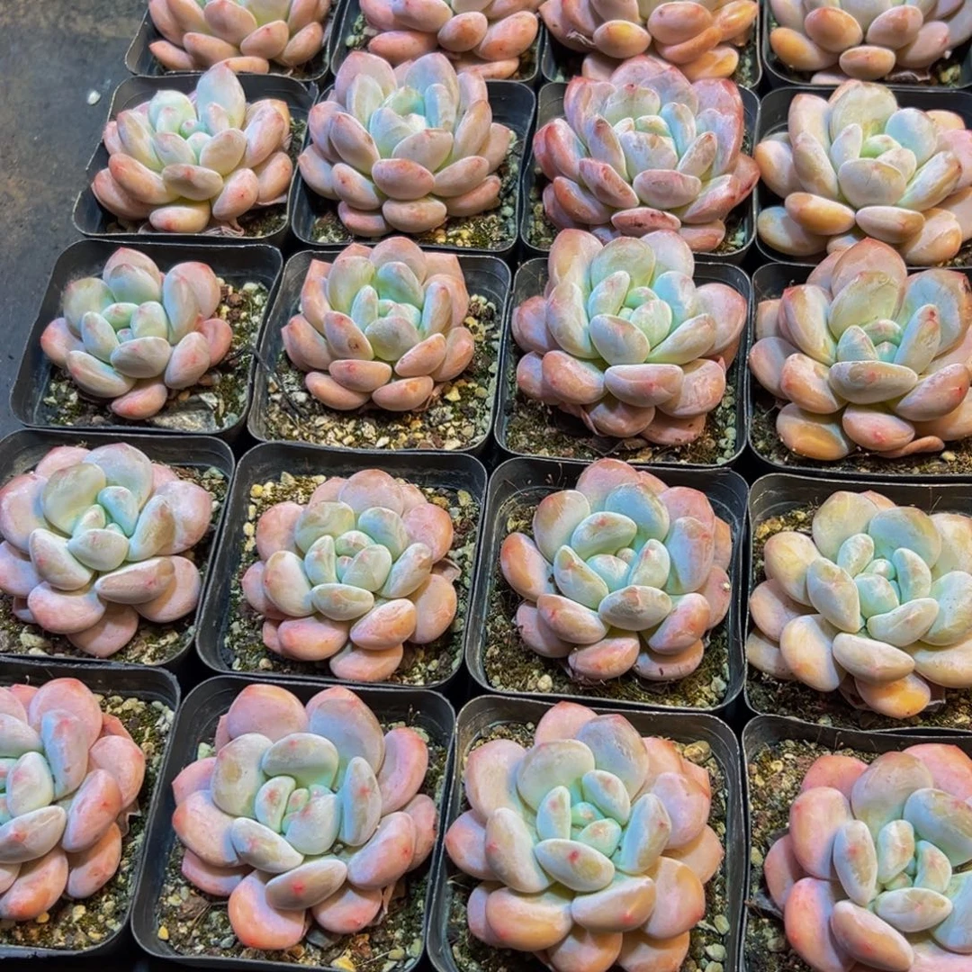 讨***菜628多肉植物的生长发育