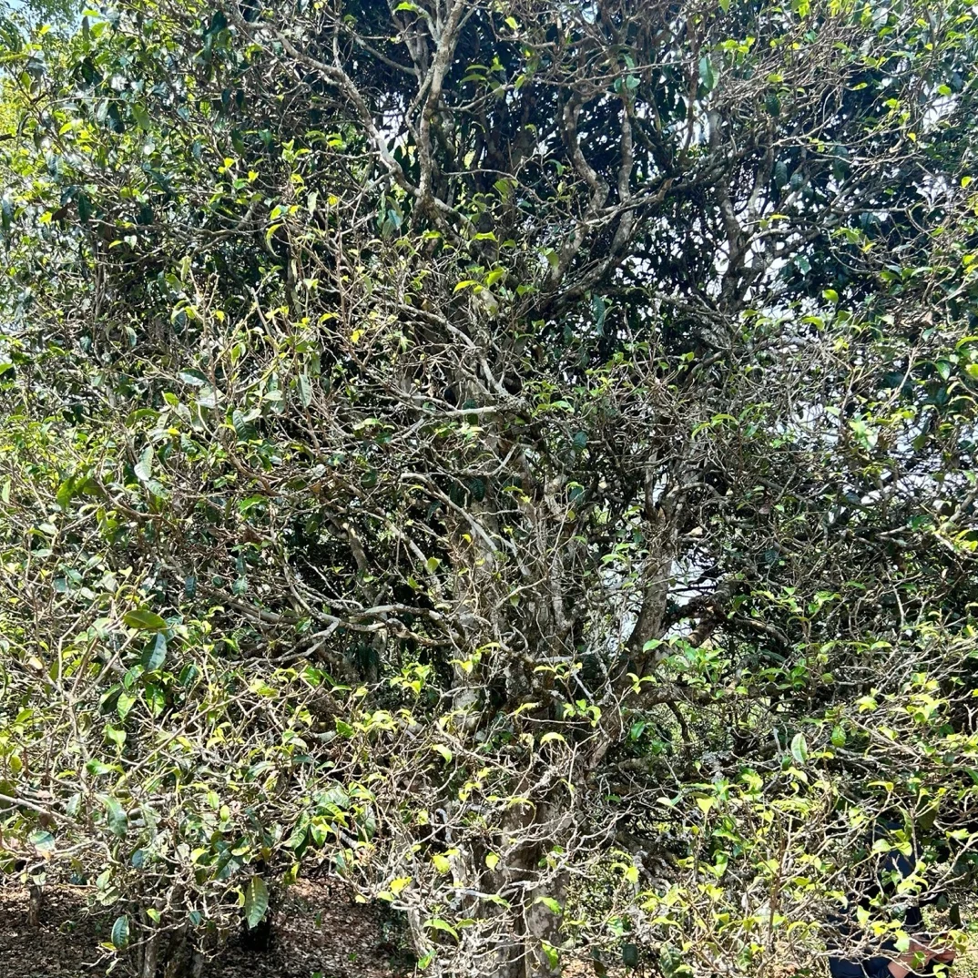 诚泰茶叶 2025年香竹箐古树纯料100克生茶散料