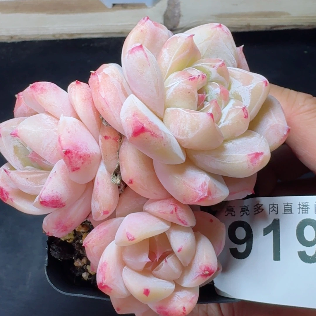 白泽      愿你一路坦途，乘风破浪展宏图