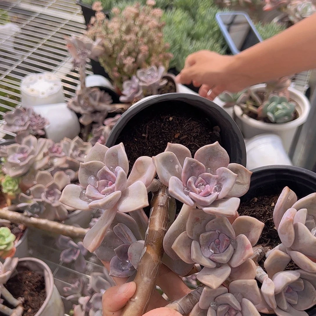 3盆紫乐 多肉植物