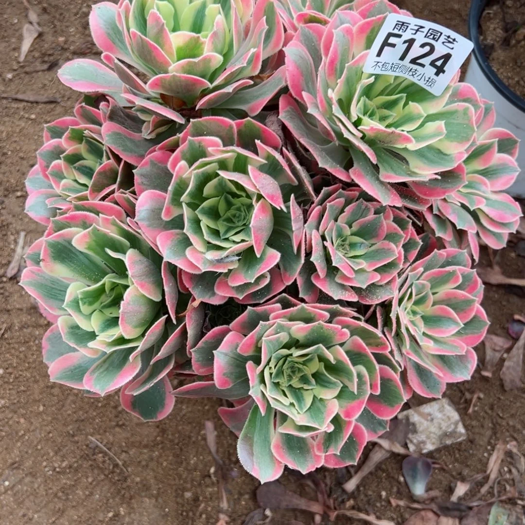 124女妖尺寸25左右