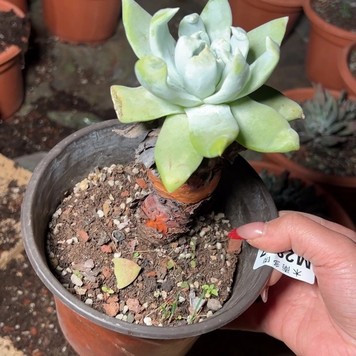 837普西哈哈哈哈哈哈哈多肉