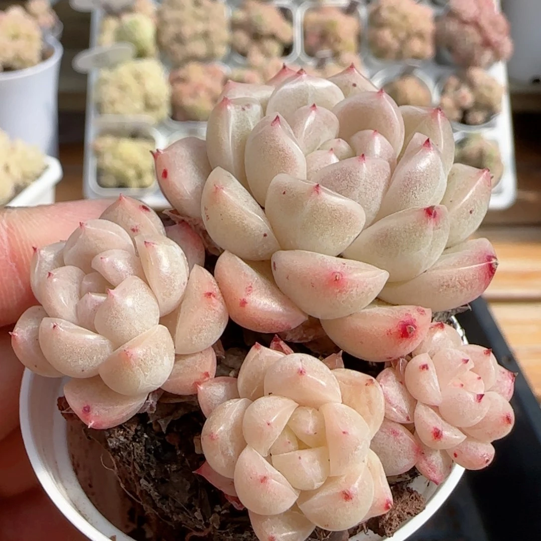 【闪购商品】0211-128秃包子麦杆