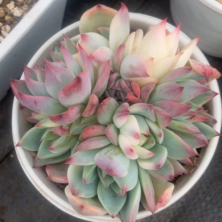 吉娃娃锦群生底座