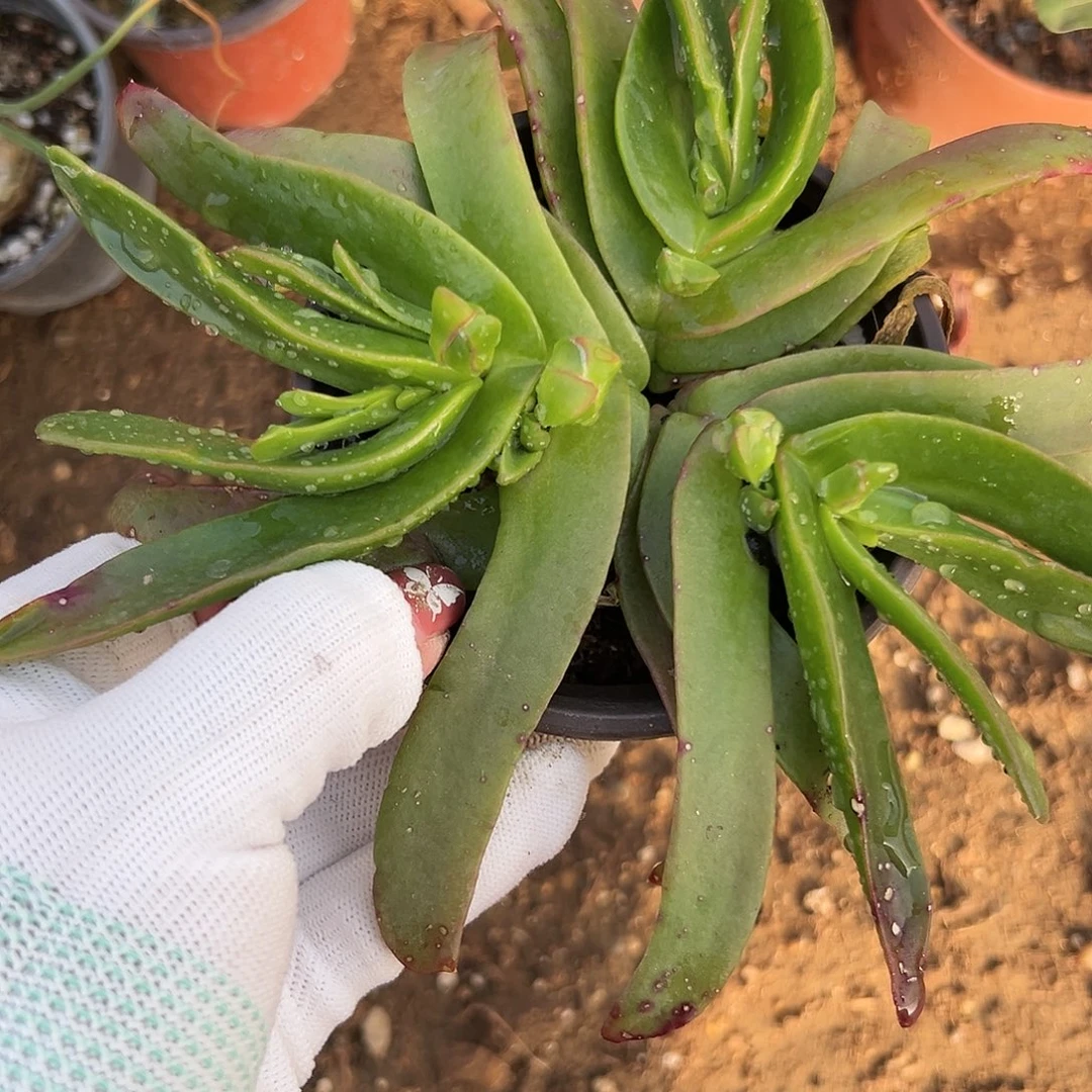 多肉植物佛手托金