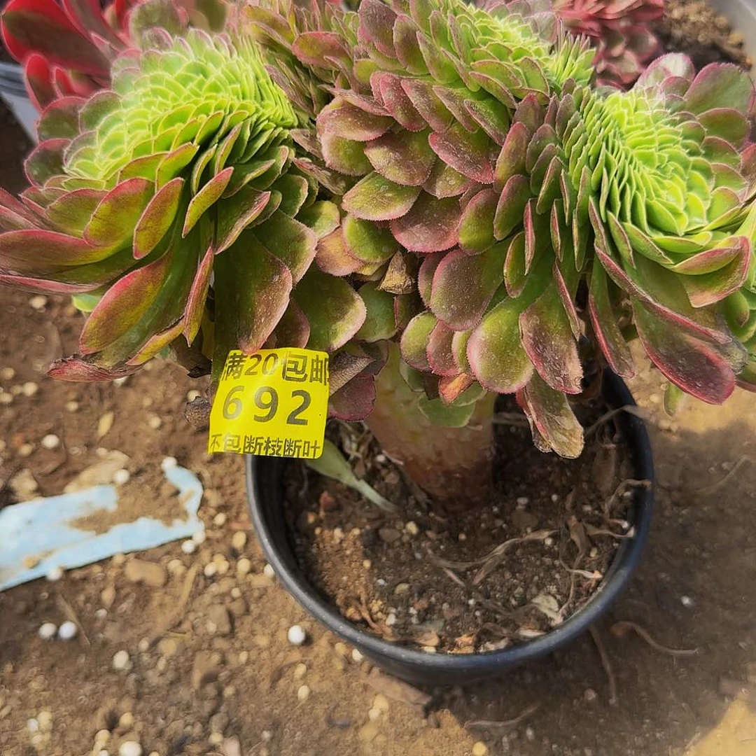 692奶白多肉法师的