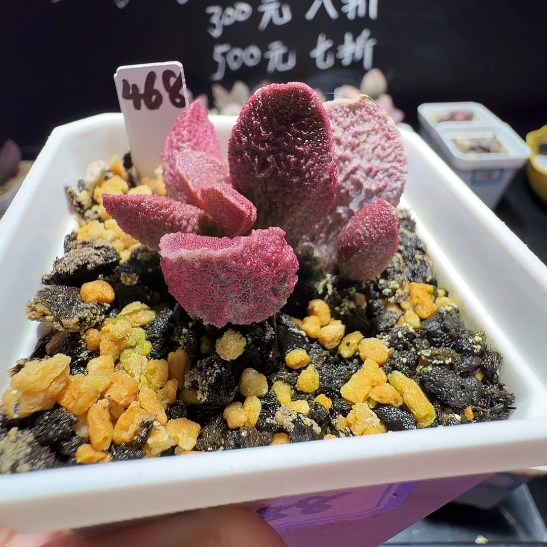实生水泡，带盆发货，满38包邮，植物售出不退不换