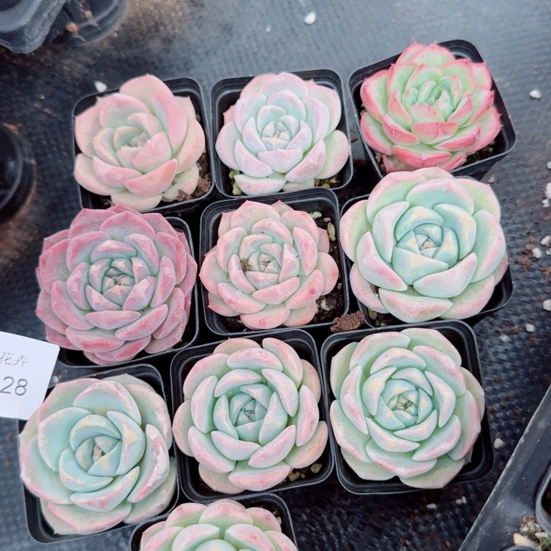 日白粉色绿色各五颗量拍3-28右六