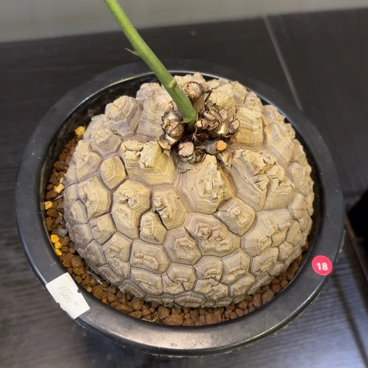 2 号日系南非龟甲龙