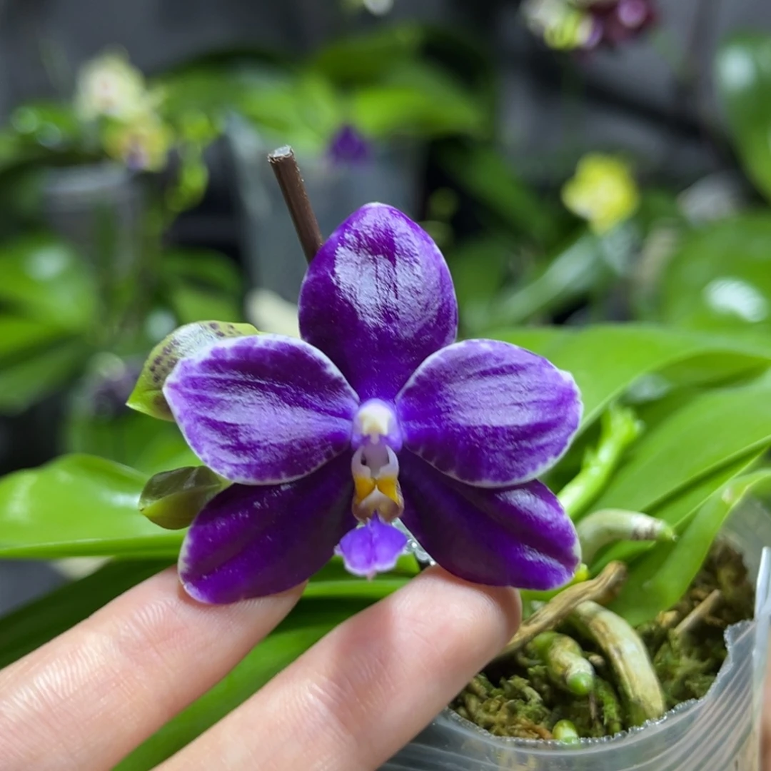 完全开放2.5寸yw08开花株