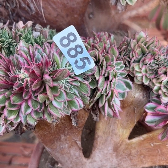 墨***凉多肉植物一个倾城885