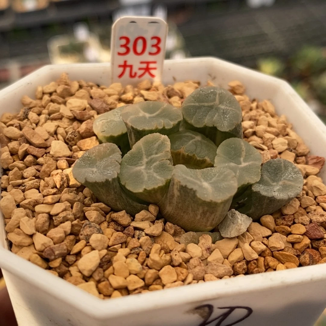 303号实生万象多肉植物