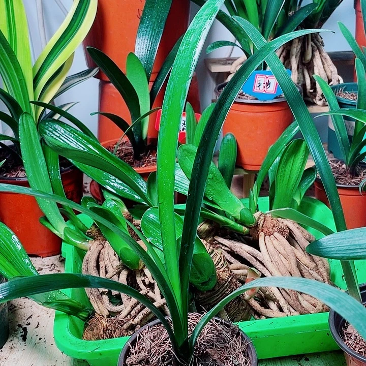 完全开放君子兰好看