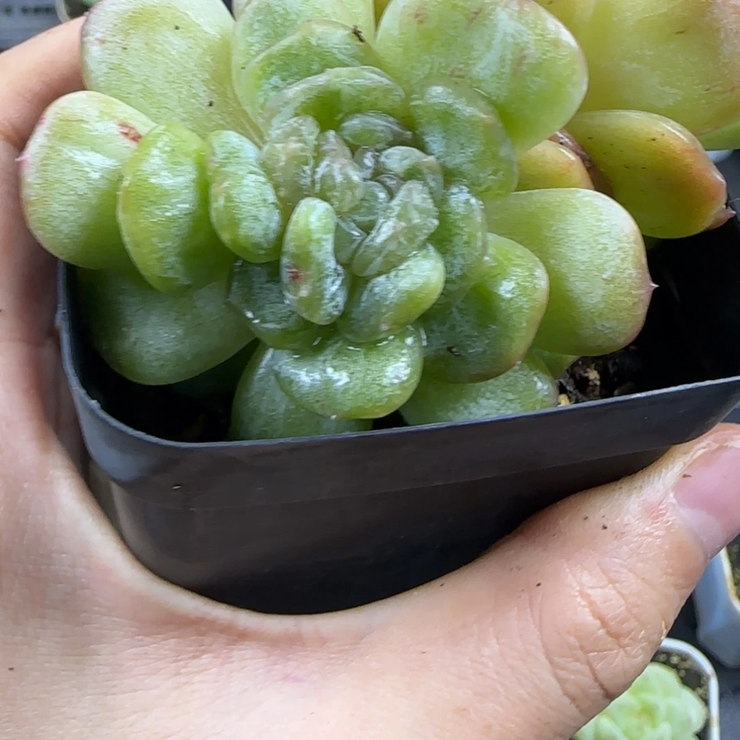 40东篱下多肉哈哈哈哈