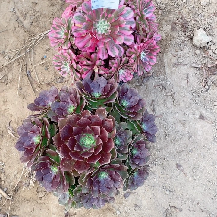 无花朵348赤闫连红铜白多肉