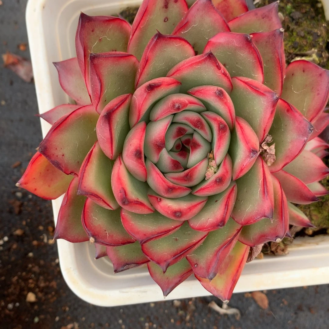 3863新年快乐发发发