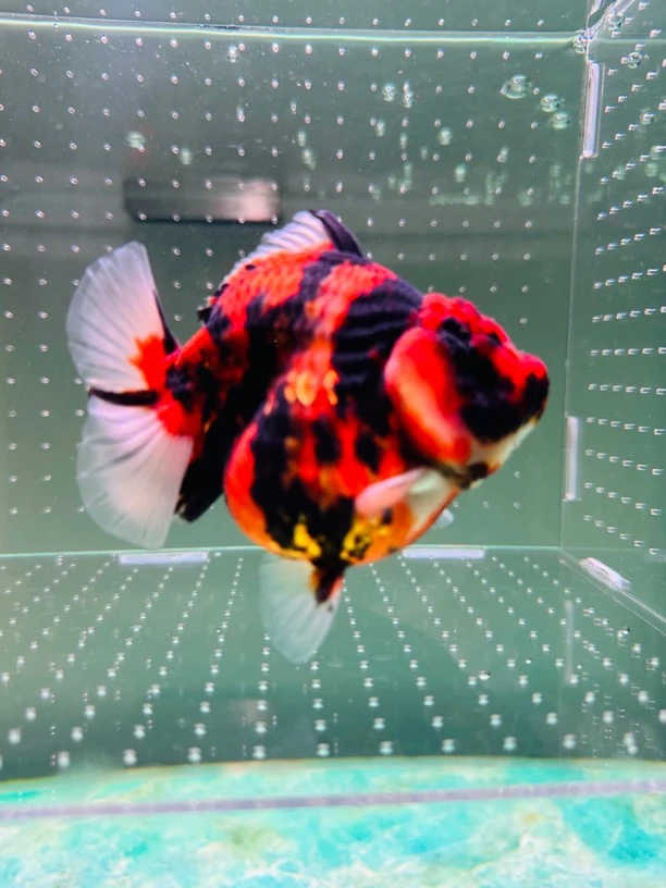 精品泰狮 兰寿  直播间专拍 免包装费 顺丰到付 私拍不发