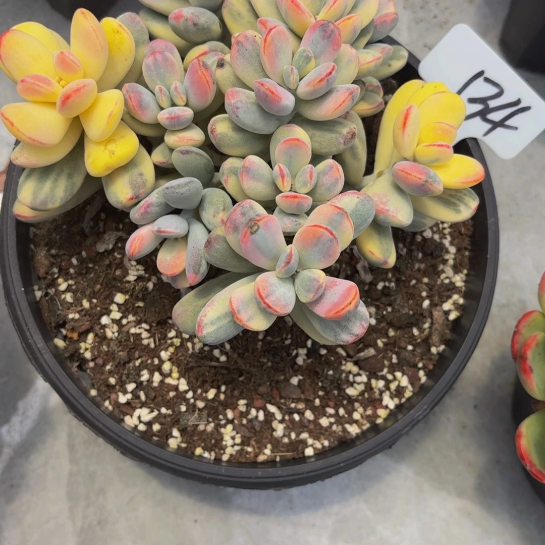 小**你丽娟花卉精品乒乓锦